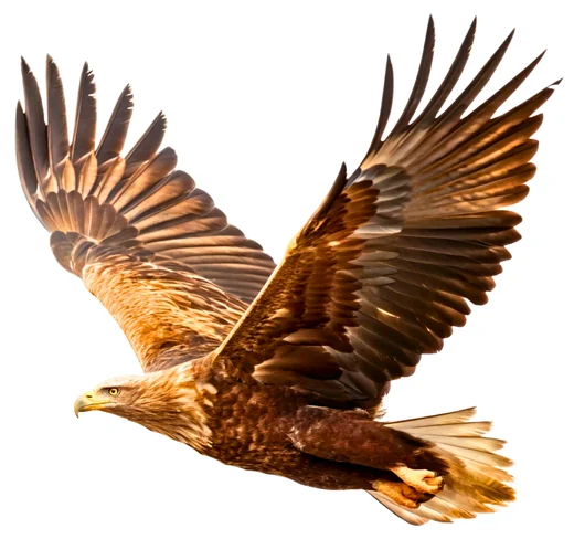 The Eagle: Love