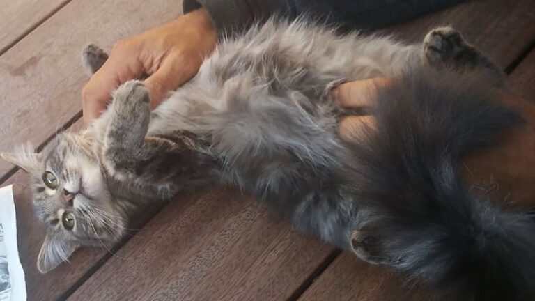 Tapestry@25: smudgey the homeless cat